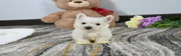 West Highland Terrier dogs for sale: Willis - Ad 4