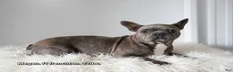 Frenchton dogs for sale: Drew - Ad 9
