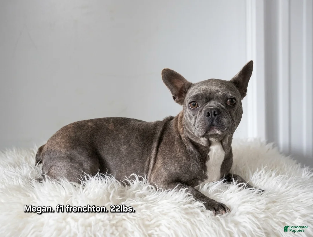 Frenchton dogs for sale: Drew - Ad 9