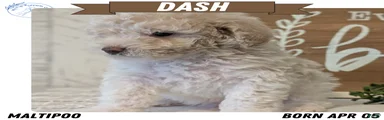Dash