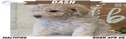 Maltipoo dogs for sale: Dash - Ad 1