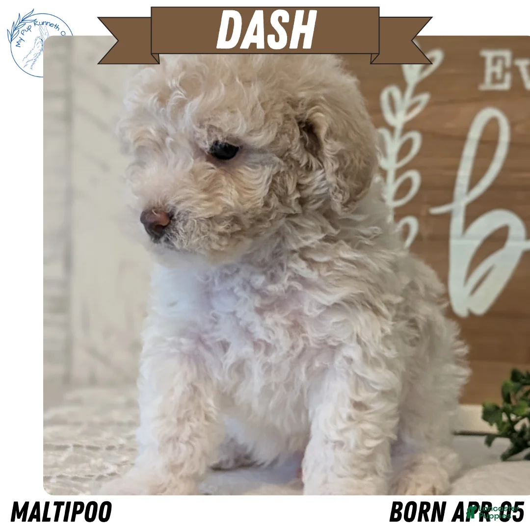 Maltipoo dogs for sale: Dash - Ad 1