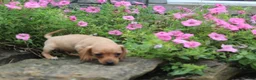 Miniature Dachshund dogs for sale: Ziggy - Ad 5