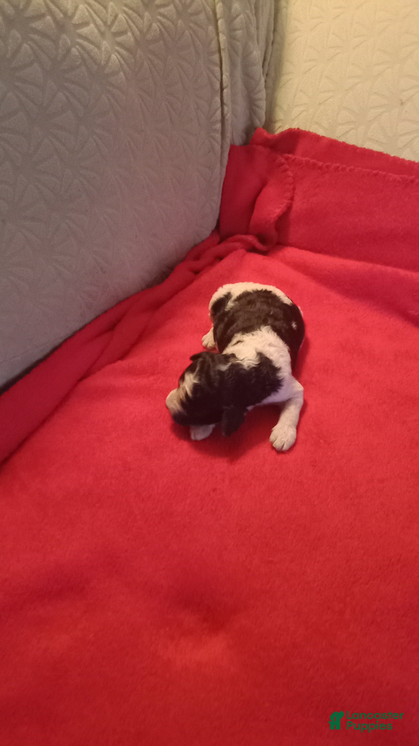 Standard Poodle dogs Standard Poodle Puppy 1 - Ad 15