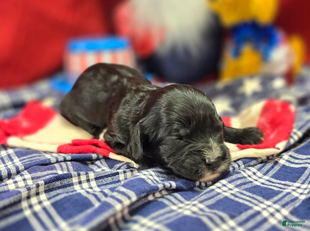 Cavapoo dogs for sale: Delilah - Ad 2