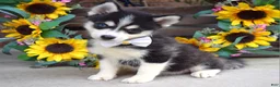 Pomsky dogs for sale: Piper - Ad 7
