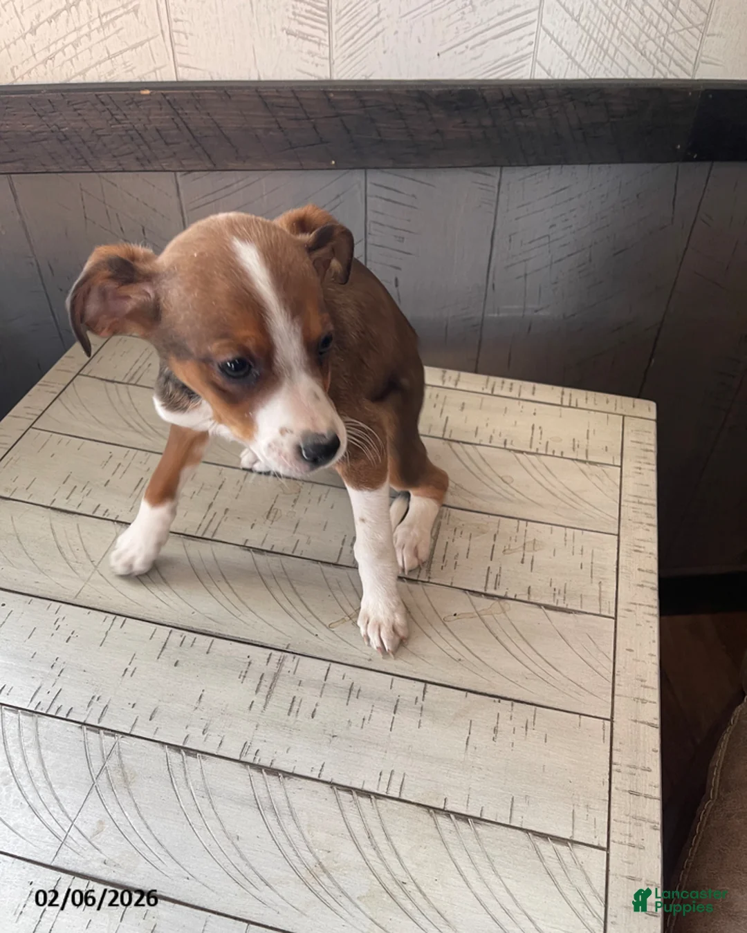 Mixed Breed dogs for sale: Shawn - Ad 1