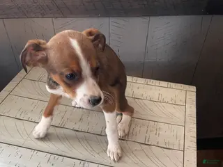 Mixed Breed dogs Shawn - Ad 2