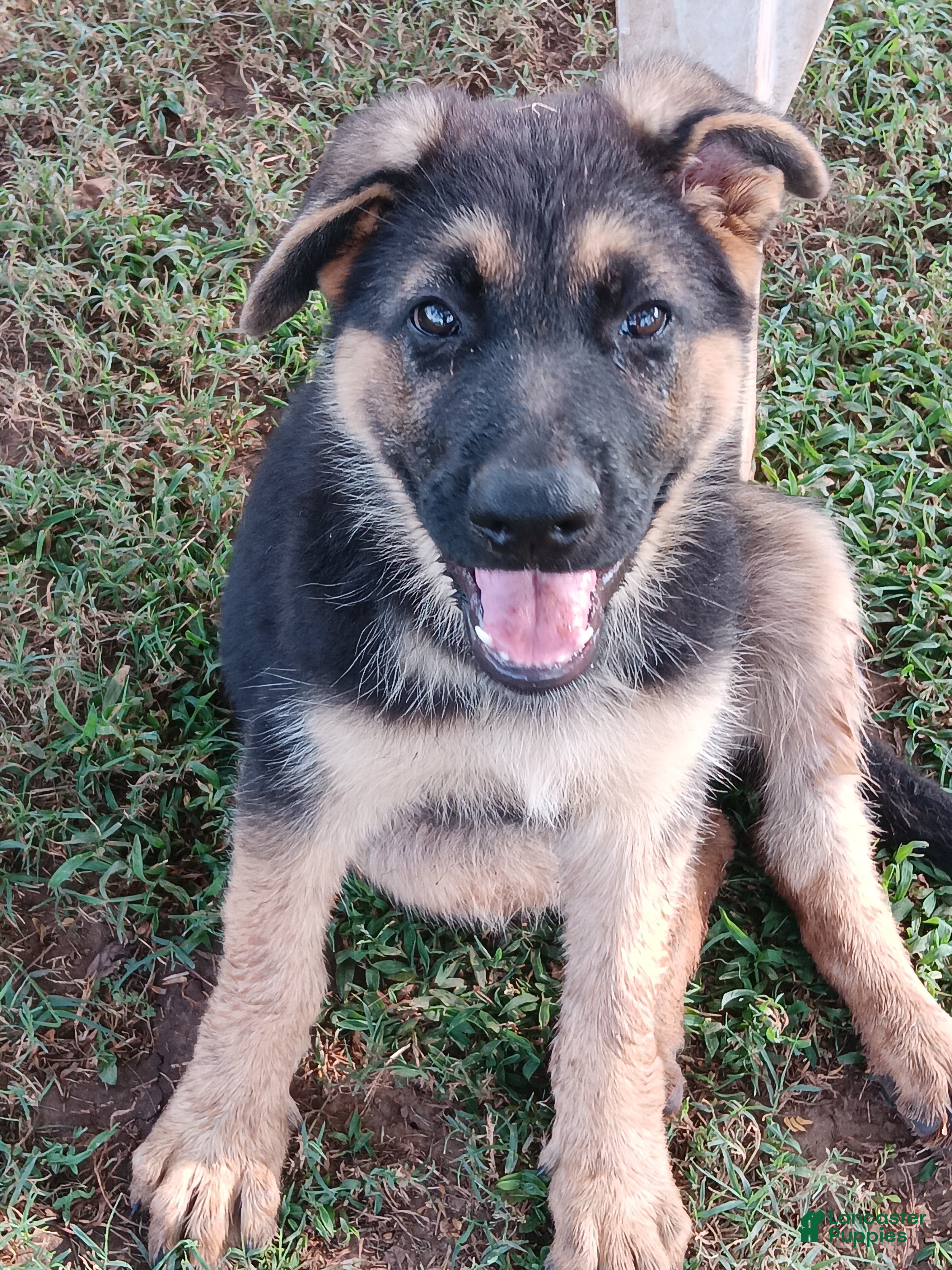 German Shepherd dogs Olive  - Ad 14