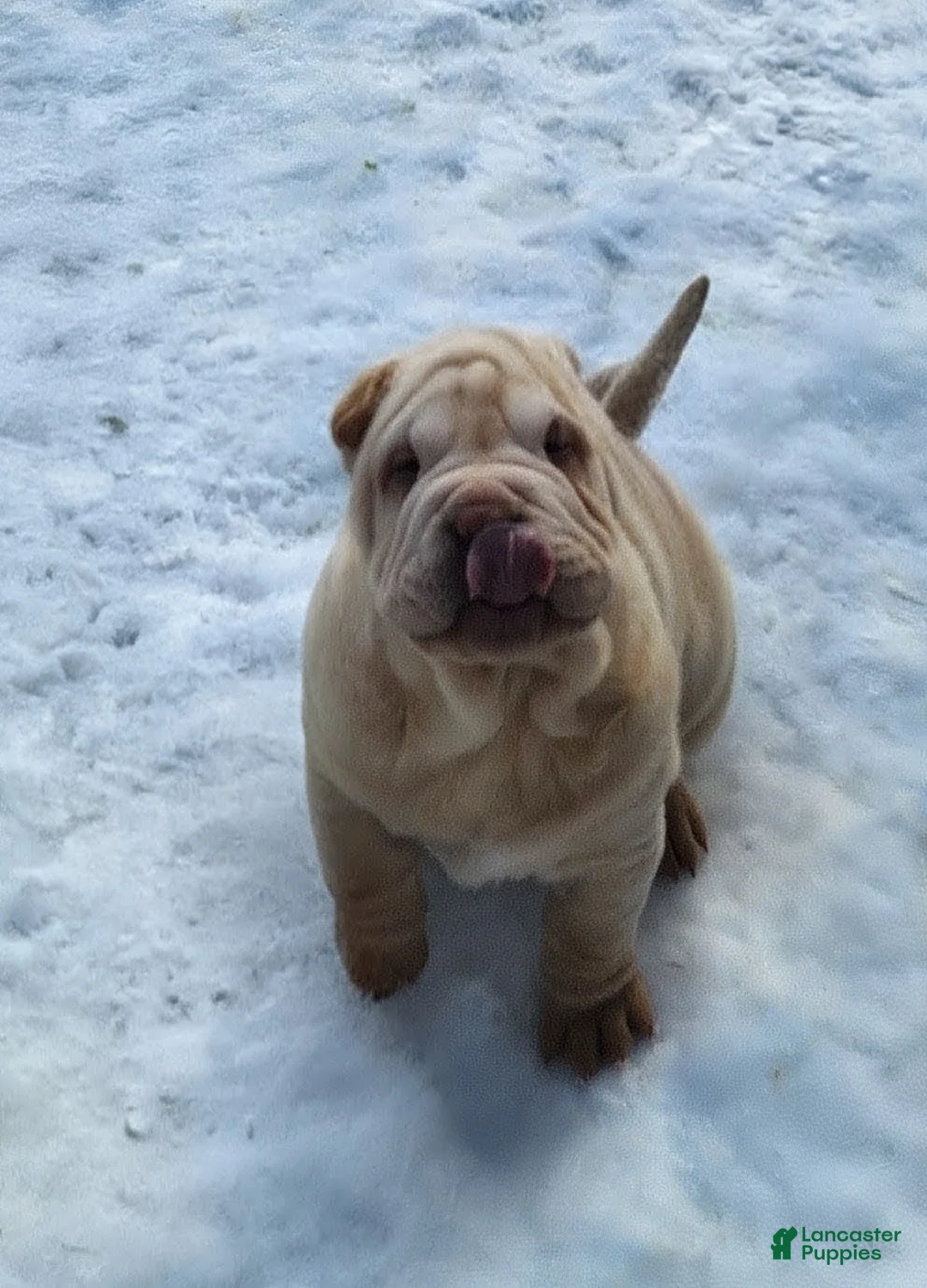Shar Pei dogs for sale: Flurries mini  - Ad 38