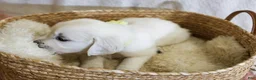 Golden Retriever dogs for sale: Willow - Ad 2