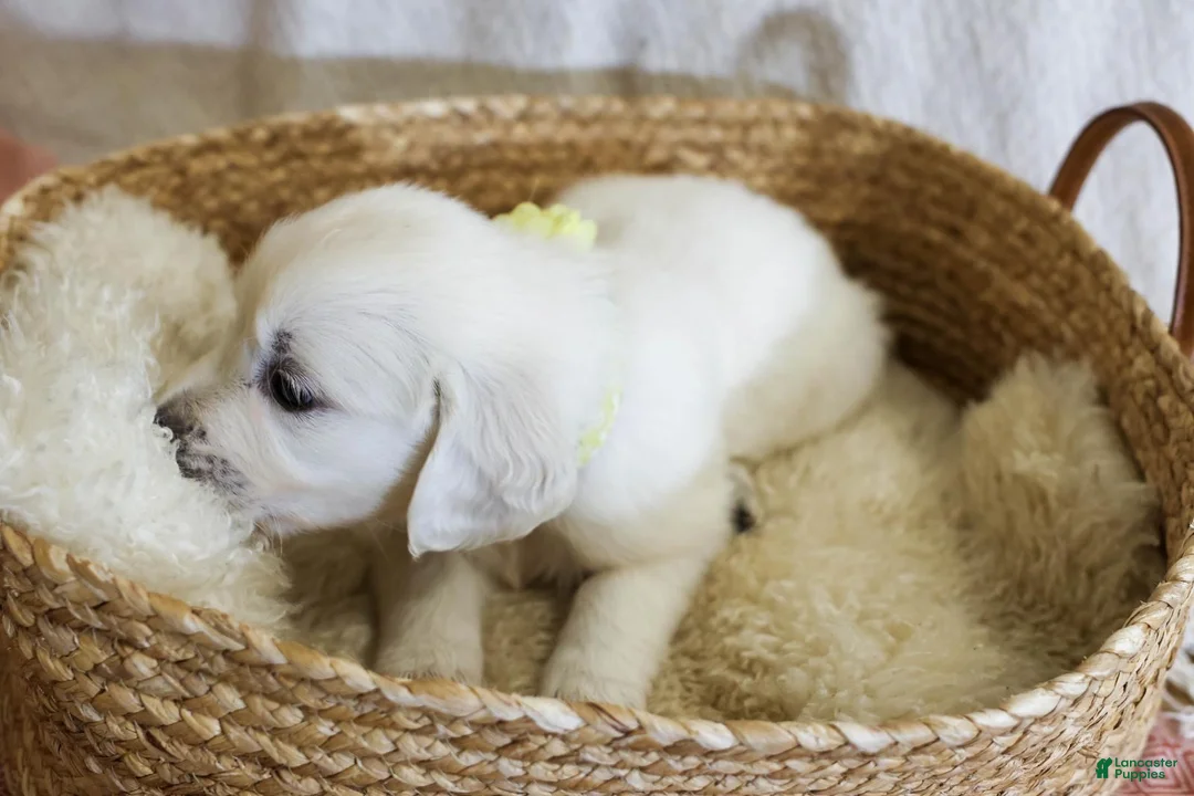 Golden Retriever dogs for sale: Willow - Ad 2