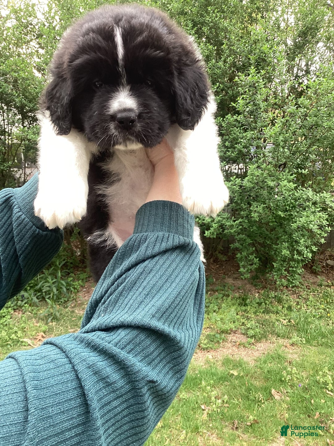 Gallery Image {{count}}