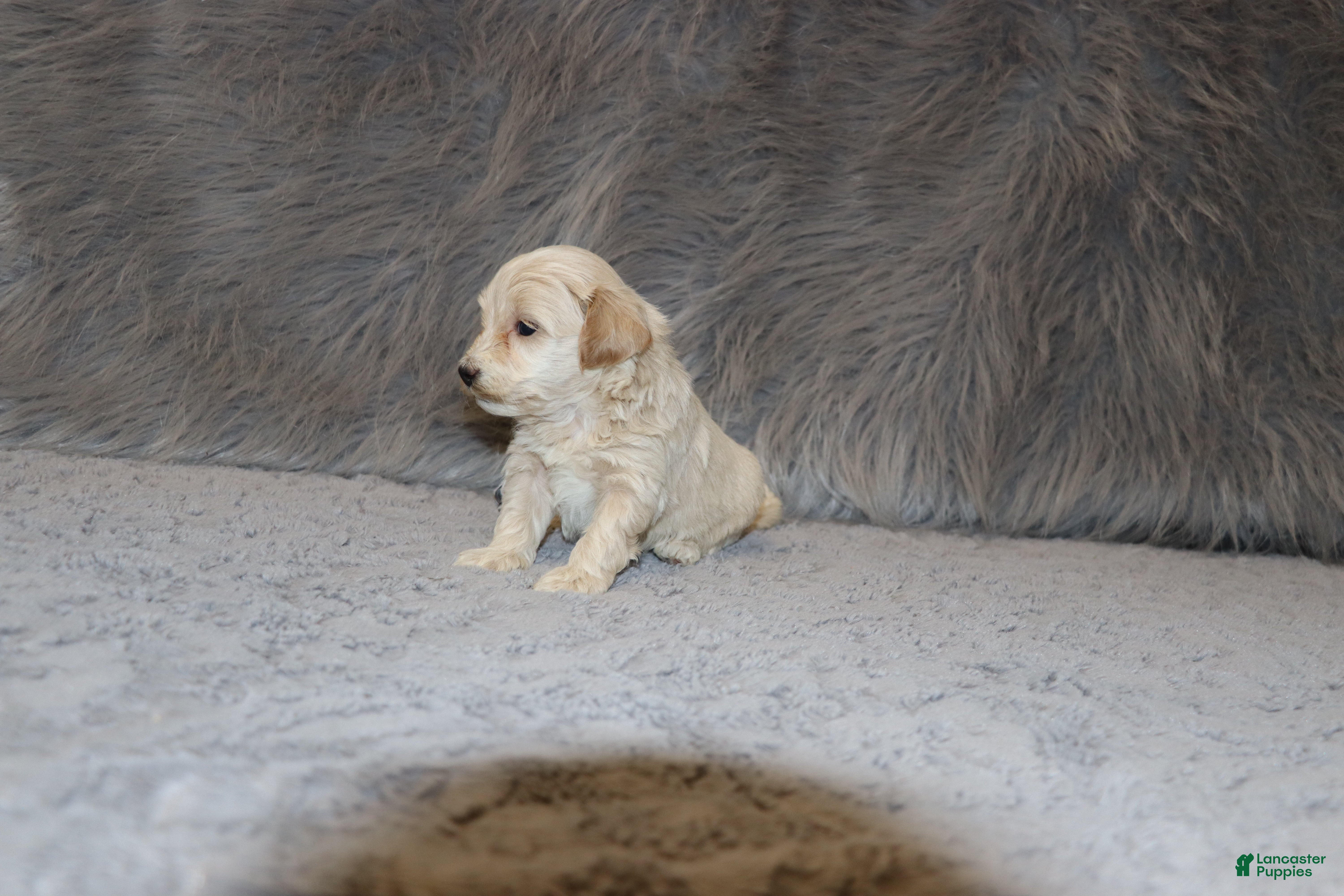 Havapoo dogs Parker 💙 Miniature - Ad 2