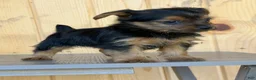 Yorkshire Terrier dogs for sale: Cheers - Ad 2