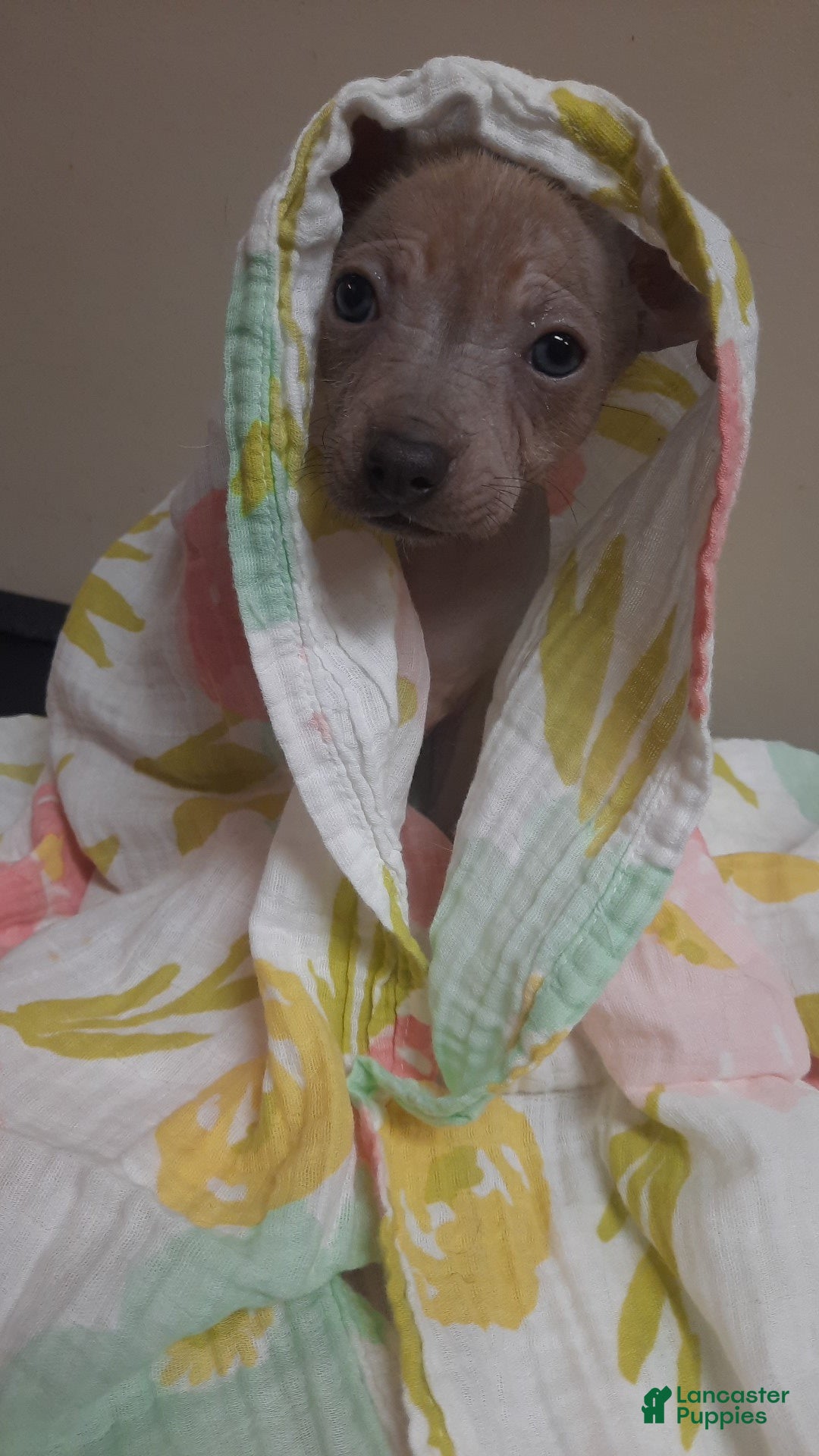 Mixed Breed dogs Tala - Ad 2