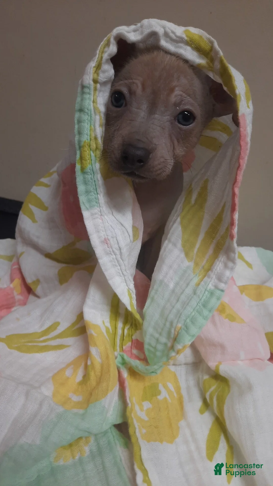 Mixed Breed dogs for sale: Tala - Ad 2