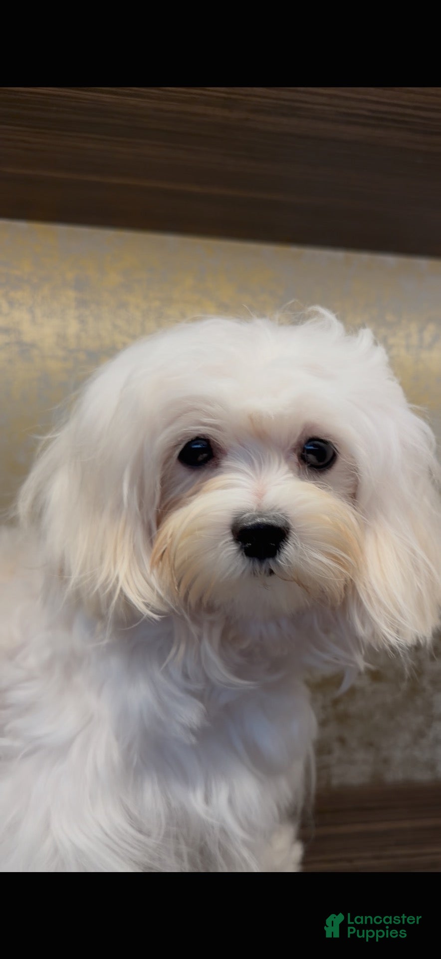 Maltipoo dogs Jupiter - Ad 1