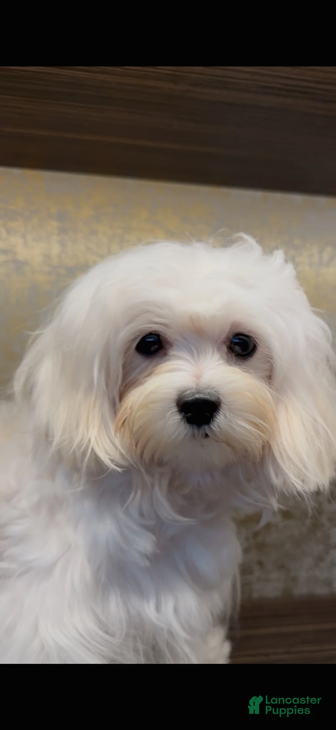 Maltipoo dogs for sale: Jupiter - Ad 1