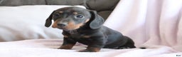 Miniature Dachshund dogs for sale: Sprinkles - Ad 4