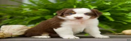 Miniature Australian Shepherd dogs for sale: Tia - Ad 1