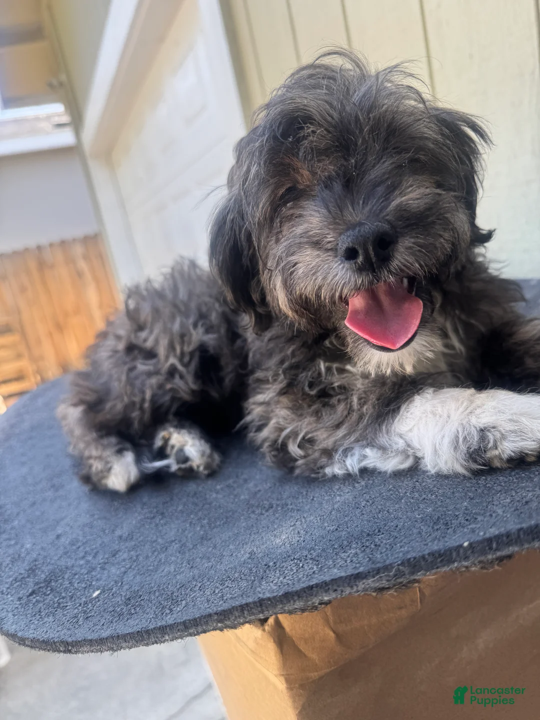 Maltipoo dogs for sale: Maltipoo 3 - Ad 2