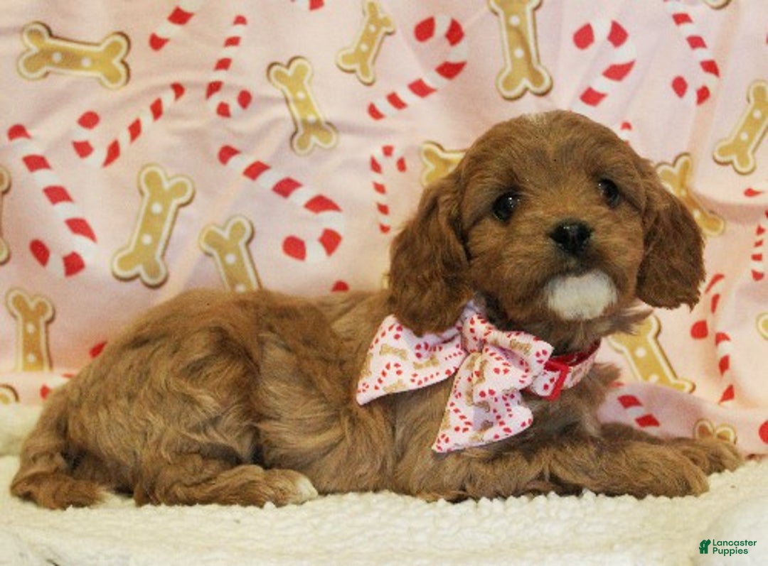 Cavapoo dogs for sale: Sugar Cookie - Ad 3