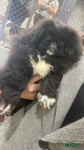 Gallery Image {{count}}