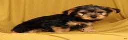 Yorkiepoo dogs for sale: Max - Ad 6