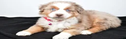 Miniature Australian Shepherd dogs for sale: River - Ad 3