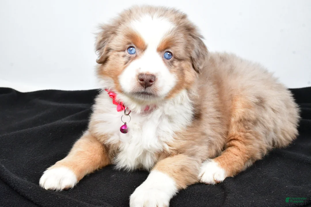 Miniature Australian Shepherd dogs for sale: River - Ad 3
