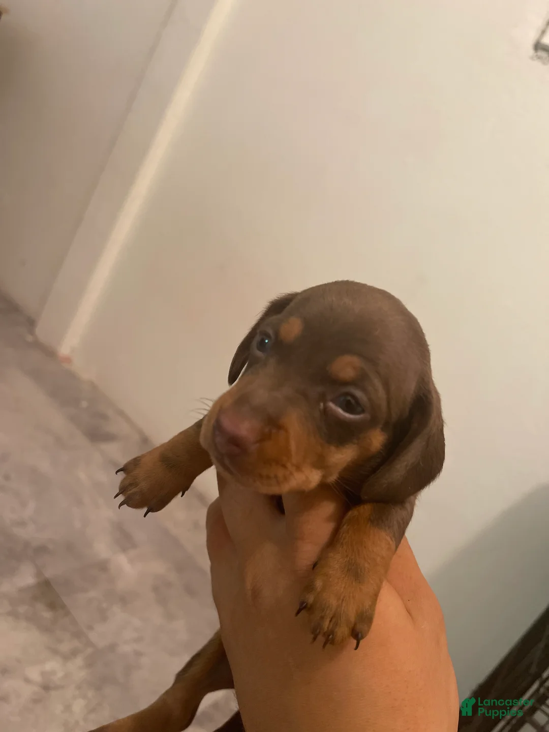 Miniature Dachshund dogs for sale: Miniature Dachshund 2 - Ad 1