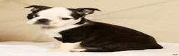 Boston Terrier dogs for sale: Pansy - Ad 7