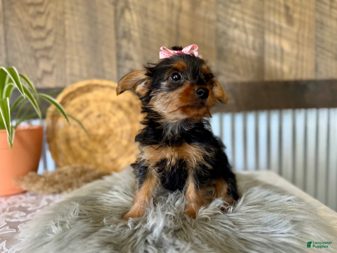 Yorkshire Terrier dogs for sale: Sharla - Ad 1