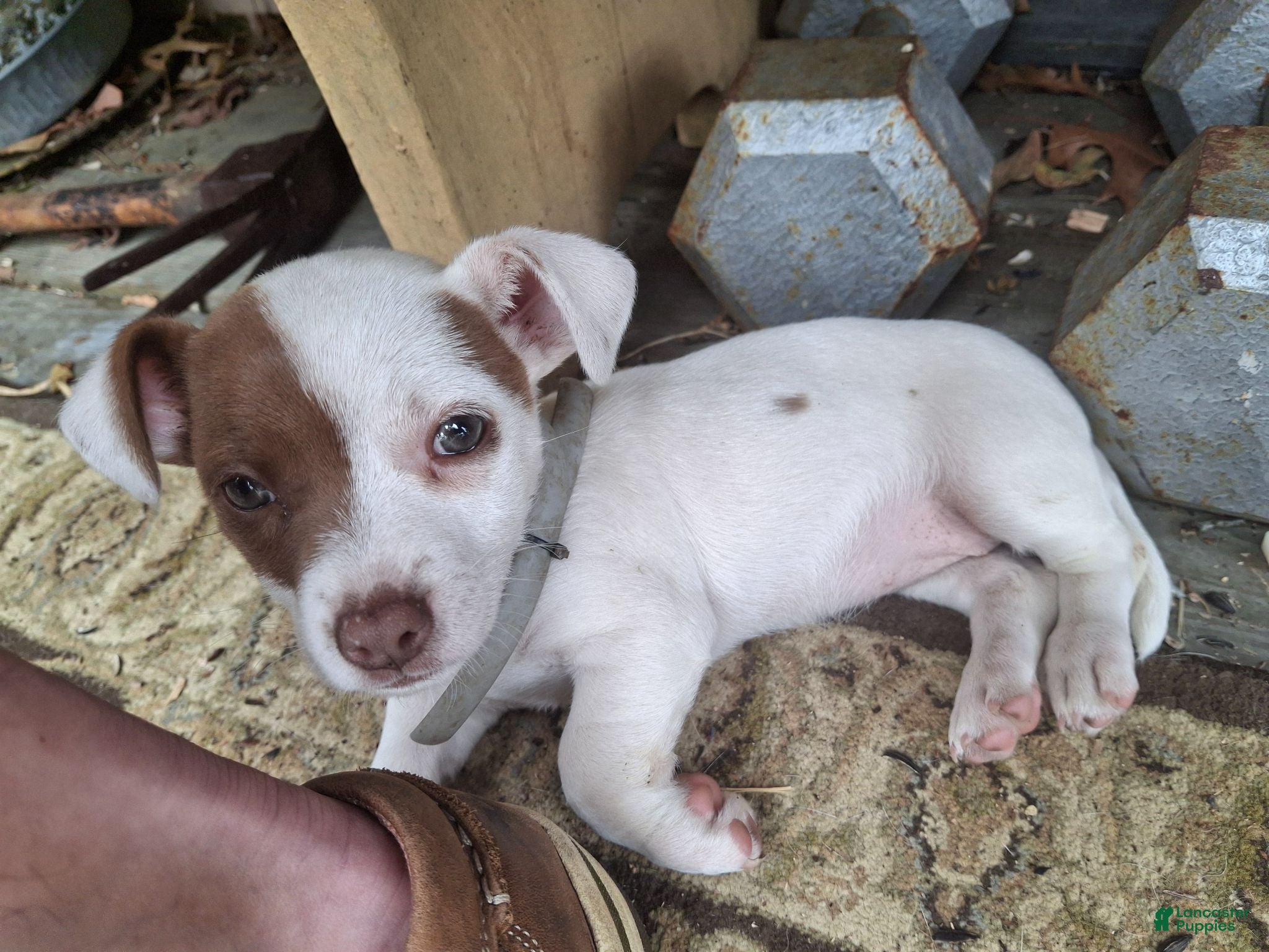 Jack Russell Terrier dogs for sale: Jack Russell Terrier 3 - Ad 1