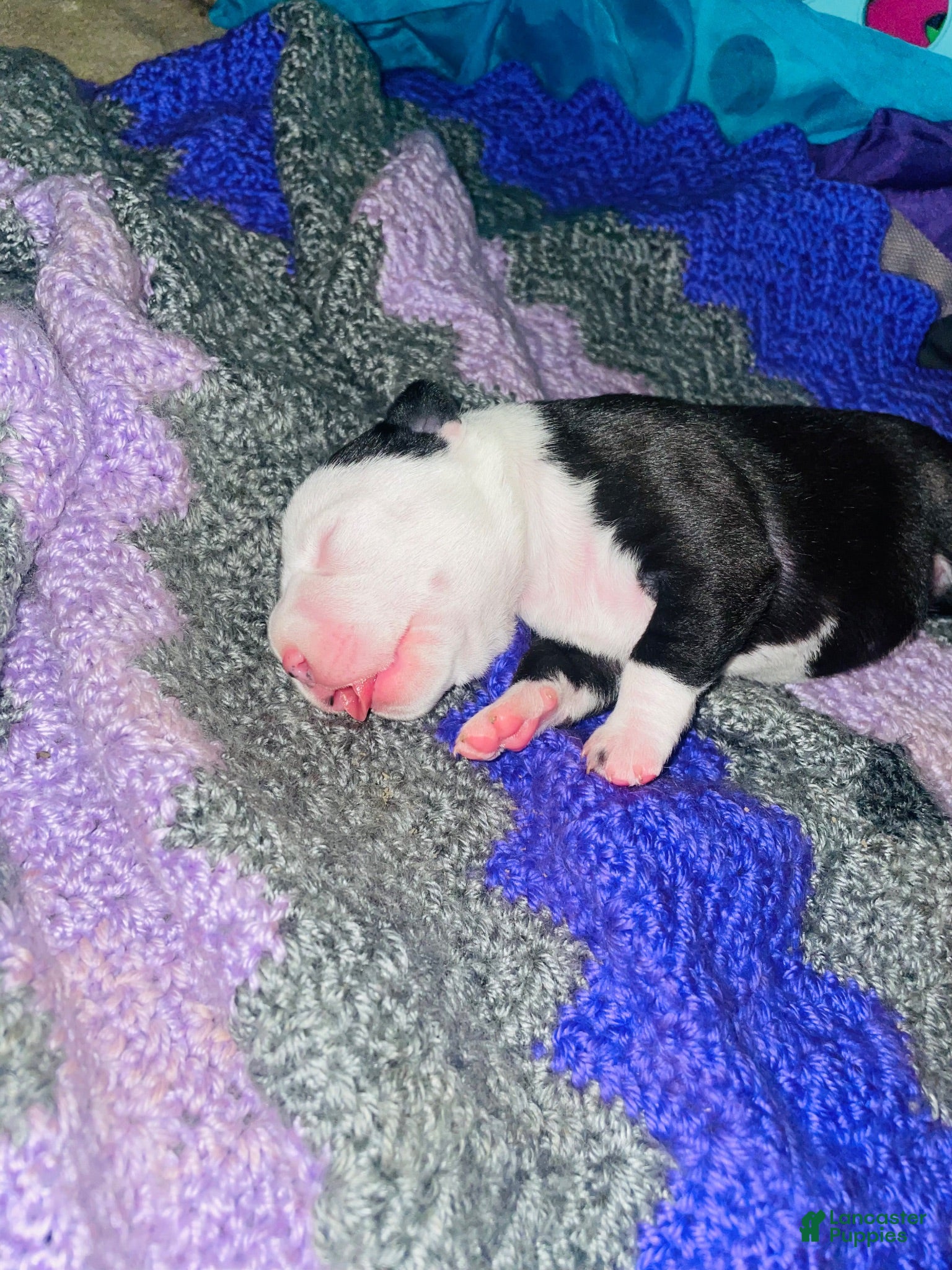 American Pit Bull Terrier dogs American Pit Bull Terrier 3 - Ad 22
