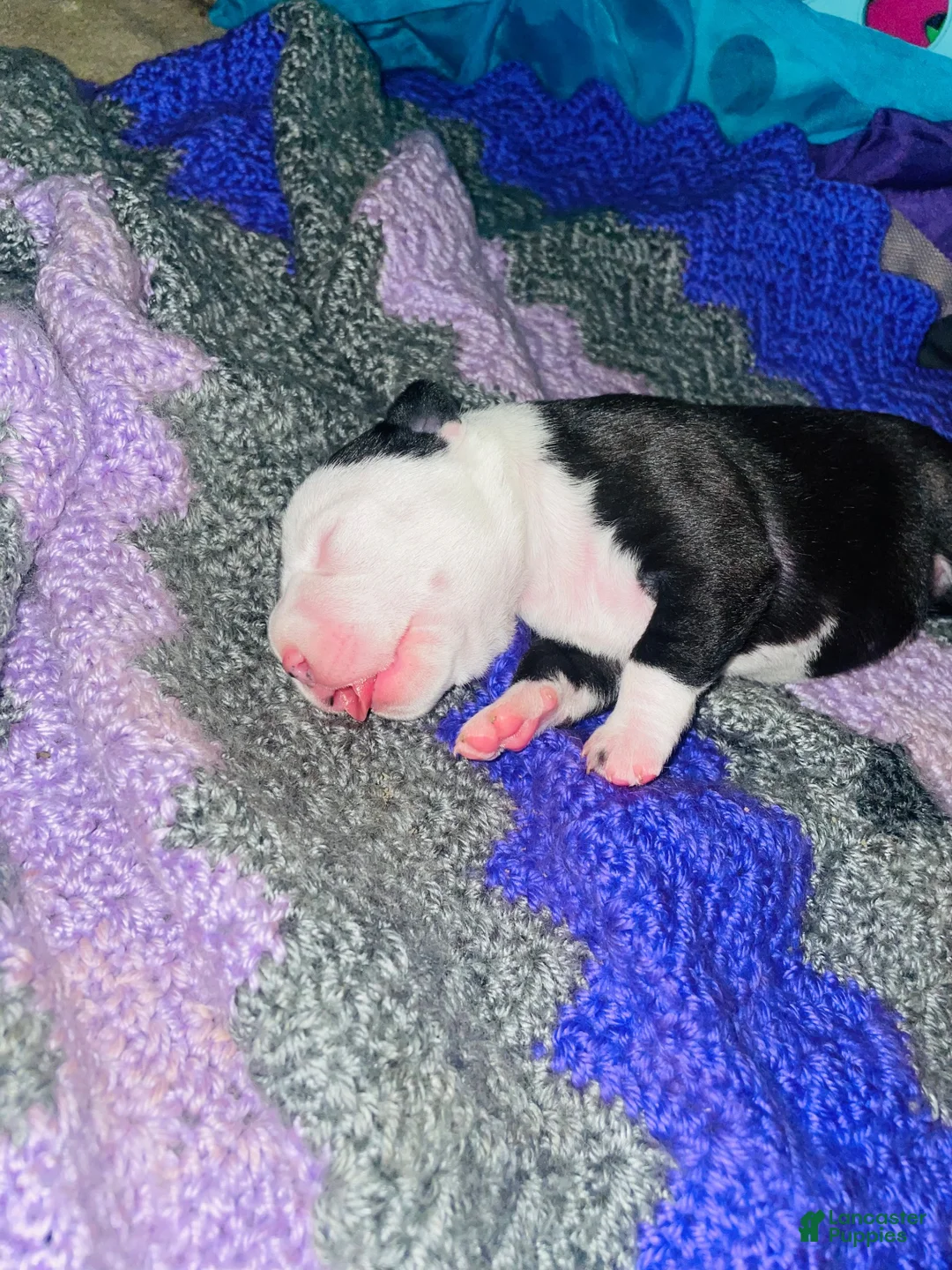 American Pit Bull Terrier dogs for sale: American Pit Bull Terrier 3 - Ad 1