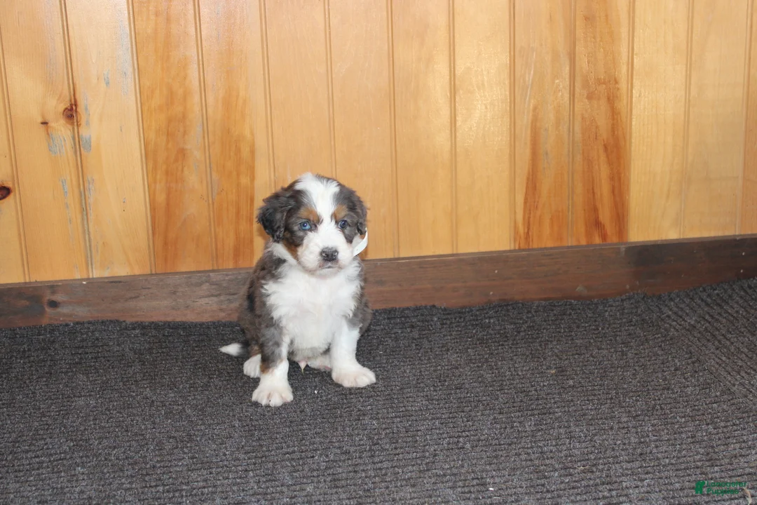 Bernedoodle dogs for sale: Shooter - Ad 9