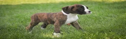 Boxer dogs for sale: Zane - Ad 5