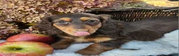 Miniature Dachshund dogs for sale: Poppy - Ad 14