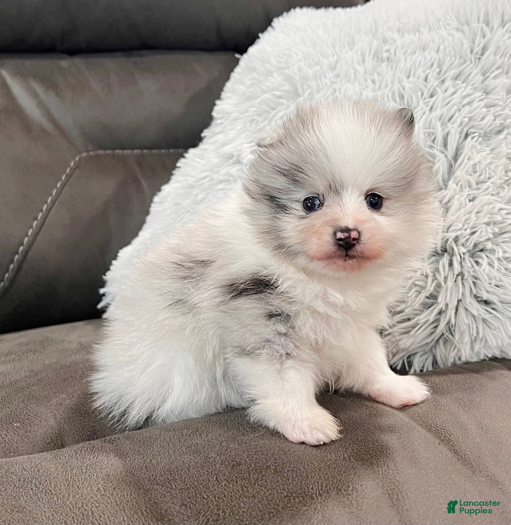 Pomeranian dogs Teddy - Ad 5