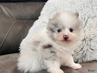 Pomeranian dogs Teddy - Ad 10