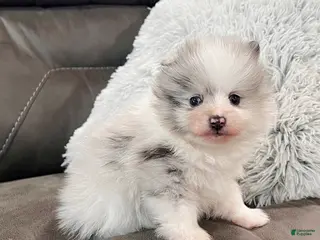 Pomeranian dogs Teddy - Ad 11