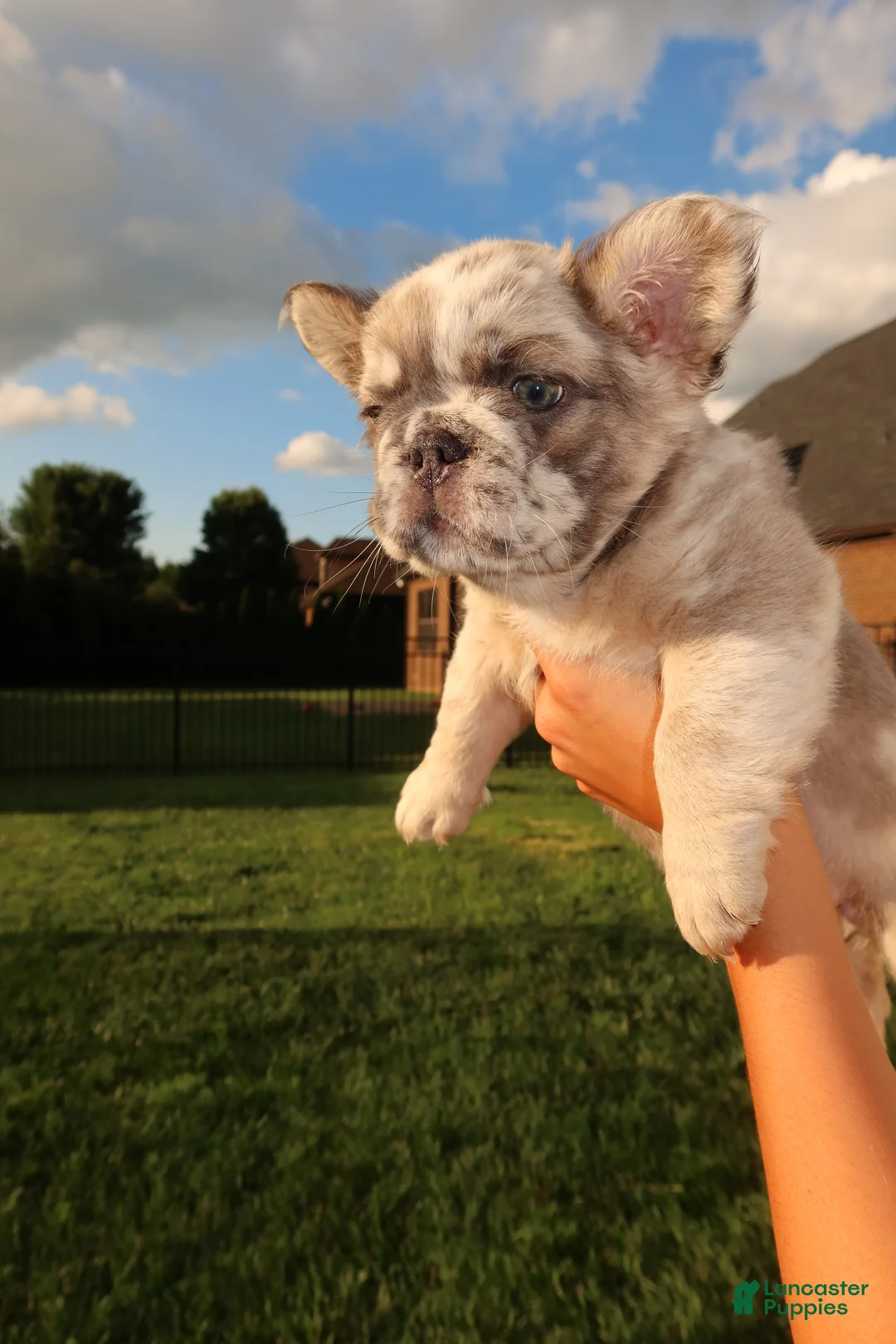 French Bulldog dogs for sale: Prada  - Ad 1