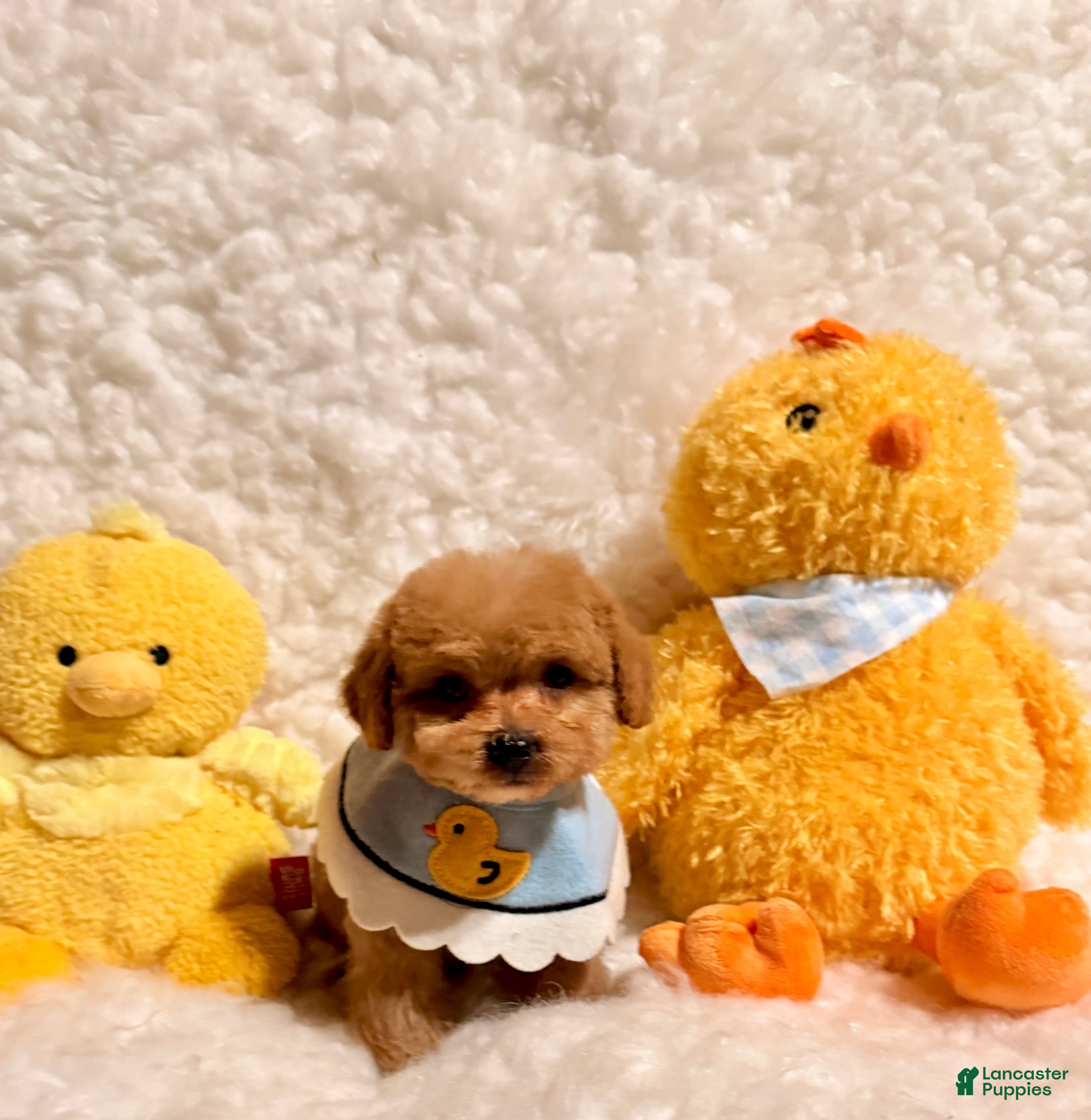 Toy Poodle dogs Baby bear teacup-toy - Ad 2