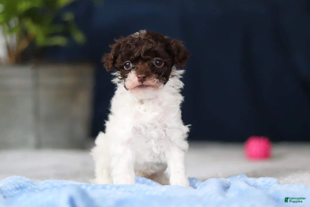 Toy Poodle dogs for sale: Coby - Ad 2