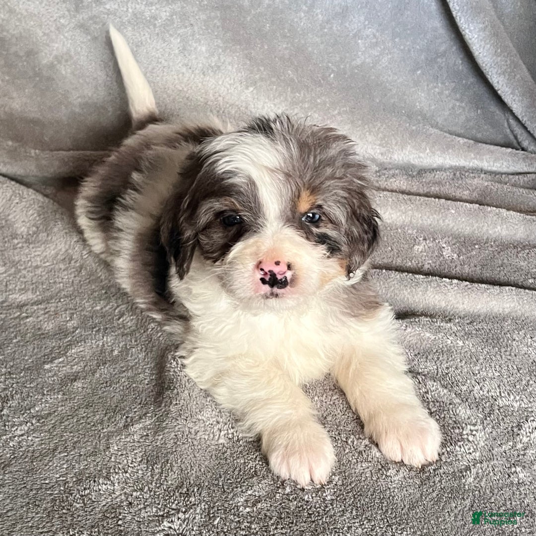 Bernedoodle dogs for sale: Juniper - Ad 1