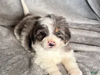 Bernedoodle dogs Juniper - Ad 6