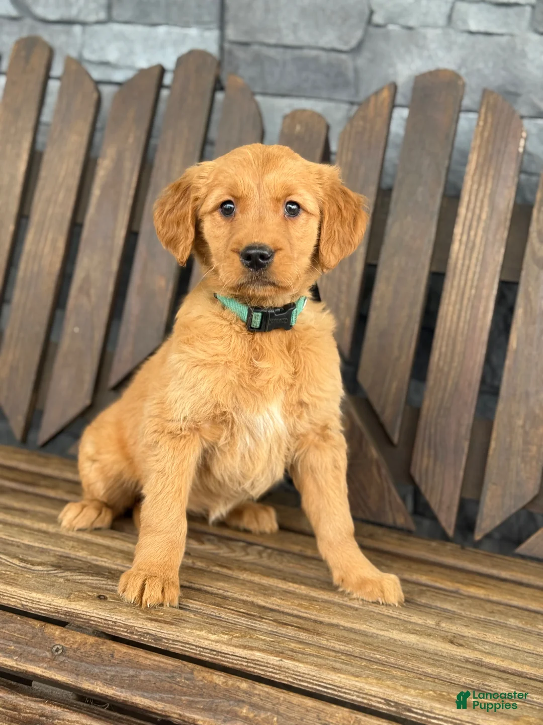 Golden Retriever dogs for sale: Roxy - Ad 5