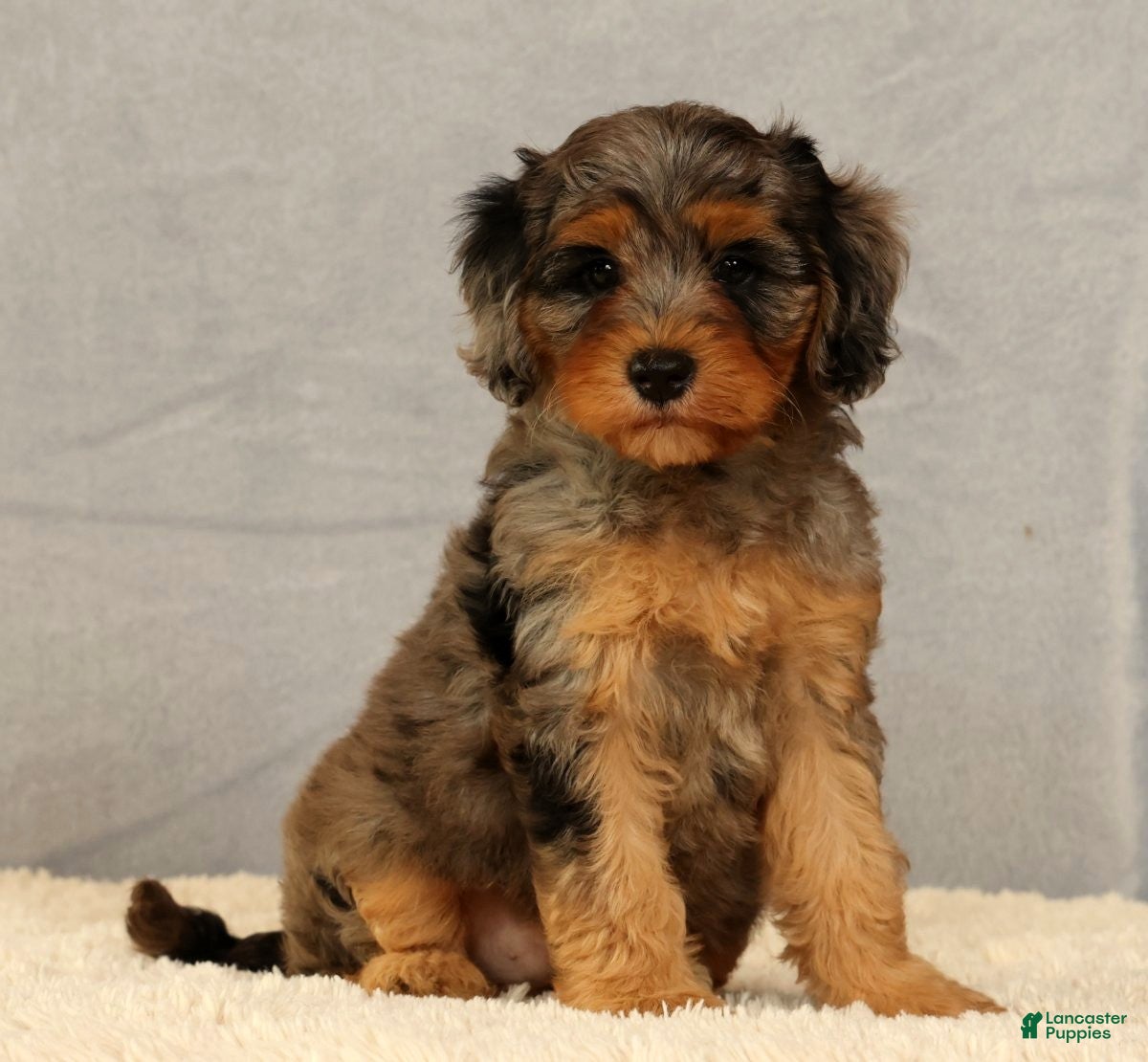 Cavapoo dogs Kurt - Ad 1